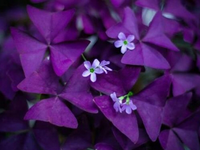 十一月份開花的草花品種？