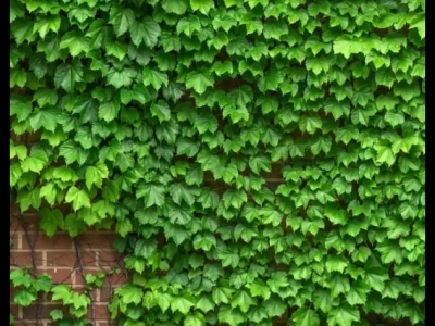 常春藤和爬山虎是一個(gè)植物嗎