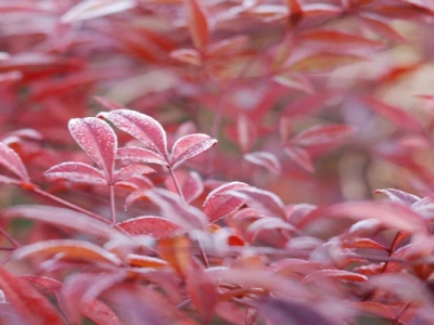 紅天竹還結果實么什么時間開花？