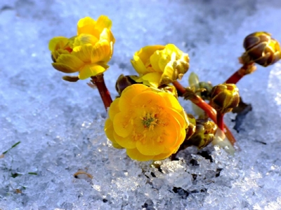 東北開花最早的花是什么花？