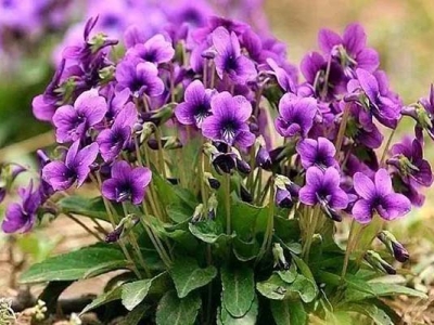 什么花從發(fā)芽到開(kāi)花最快？