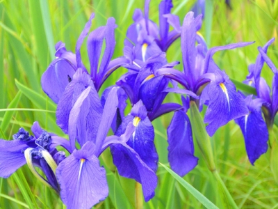 馬蓮花開(kāi)花什么顏色？