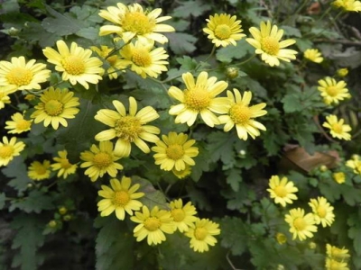 野菊花什么季節(jié)開(kāi)花？