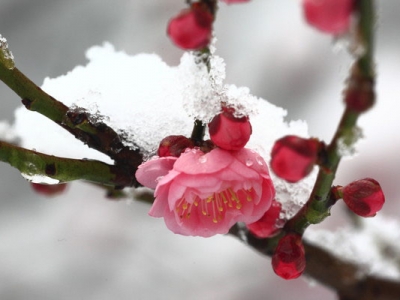 梅花樹(shù)一般什么時(shí)候開(kāi)花？