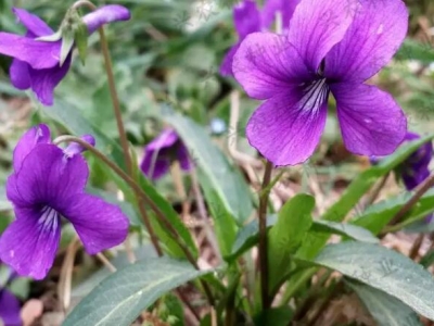 紫花地丁秋播好還是夏播好