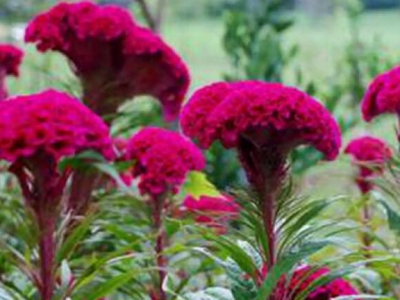 雞冠花是宿根花卉