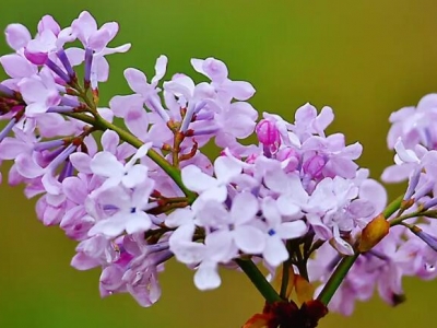 香料丁香和丁香花是一個(gè)東西嗎