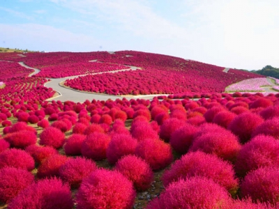 地膚種子種植時(shí)間是幾月？