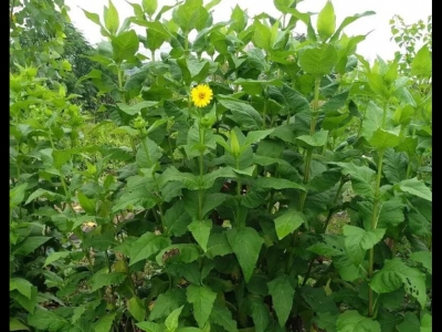 華夏神菊是串葉松香草嗎