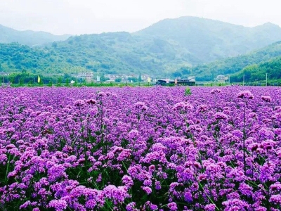 馬鞭草是闊葉嗎