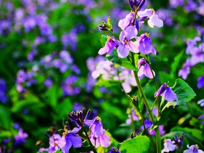 春天在公園里開(kāi)的藍(lán)色花