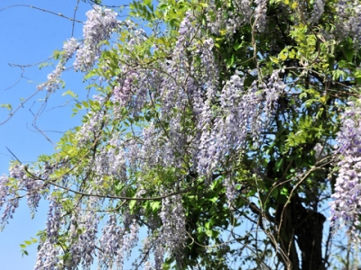 紫藤樹(shù)夏天怎么移栽