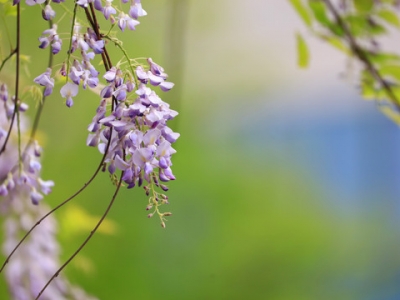 移栽的紫薇樹多久生根發(fā)芽