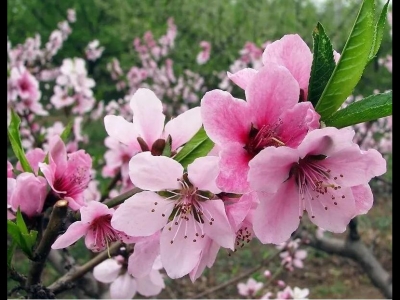 春天3月份開(kāi)的花