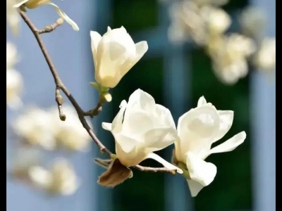 海邊春天開(kāi)的花