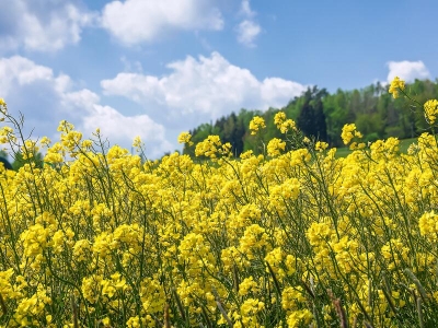 南方春天開(kāi)的花