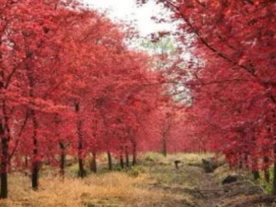 廣東為什么種不了紅楓