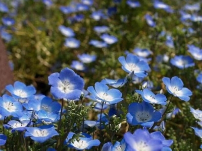 開藍花做花海的