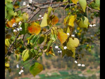 烏桕果的花語(yǔ)和寓意