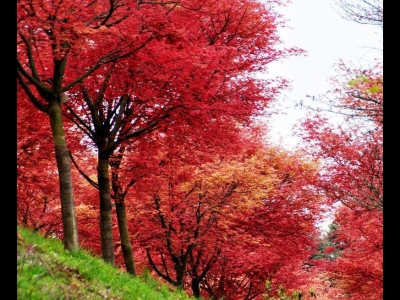 紅楓的花語(yǔ)和寓意