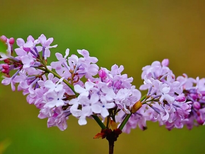 丁香花花語(yǔ)和寓意