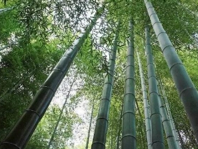 河南住宅區(qū)一般栽植的是什么種類(lèi)的竹子