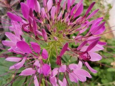 醉蝶花花語(yǔ)寓意