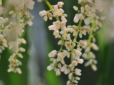 香椿花花語和寓意