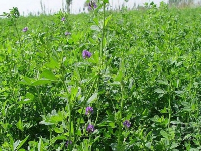 紫花苜蓿牧草6月能種嗎？