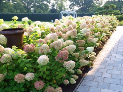 繡球花有味道嗎？