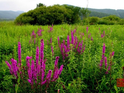 千屈菜與鼠尾草區(qū)別是什么？