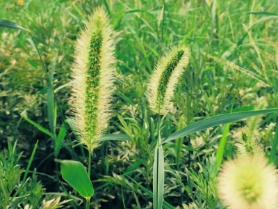 大面積種植狗尾草的用處