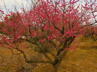 地栽紅梅樹(shù)什么時(shí)候移栽