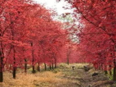 夏季什么時候移栽紅楓