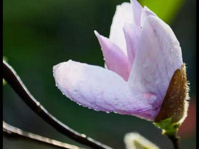 玉蘭花夏天可以移栽嗎