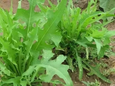 苦荬菜是幾年生植物？