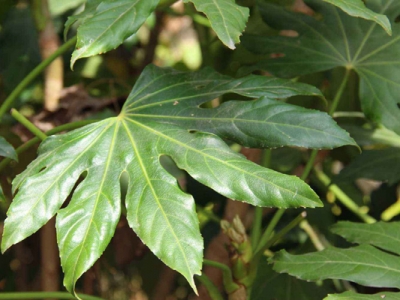 八角金盤是幾年生植物？