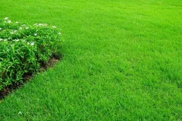 黑麥草草皮夏季怎么過(guò)