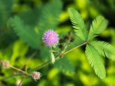 含羞草幾月份播種最好