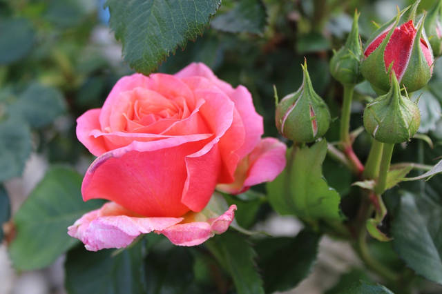 庭院十大開(kāi)花樹(shù),你喜歡哪一種