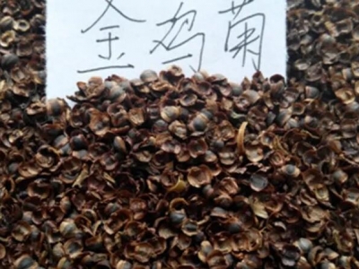 金雞菊種子產(chǎn)地