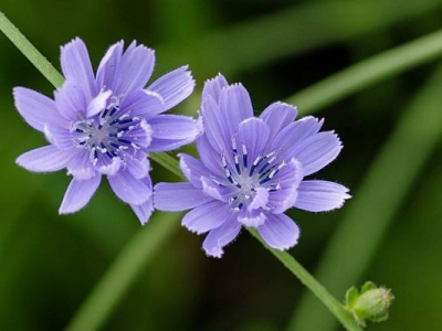 菊苣廣東可以種植嗎？