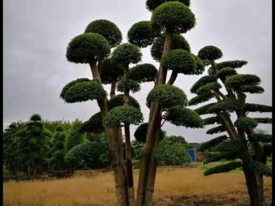 小葉女貞造型樹第一次什么時(shí)候修剪