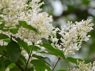 女貞樹(shù)花期開(kāi)幾天？