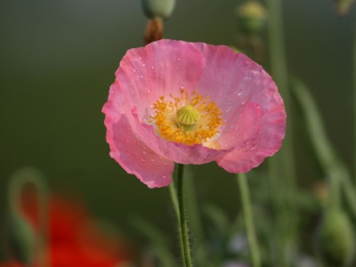 虞美人種子幾天能發(fā)芽？