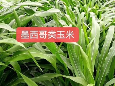 墨西哥玉米草能喂魚(yú)嗎