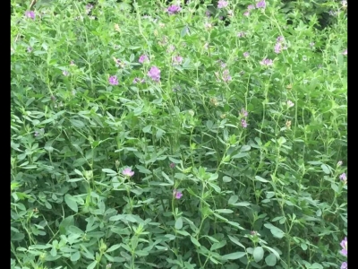 紫花苜蓿好還是黑麥草喂鴨好