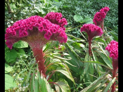 長春花雞冠花種植密度