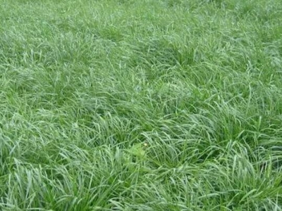 華北地區(qū)種植黑麥草的用途